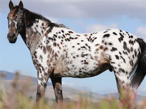 Top 20 Horse Breeds