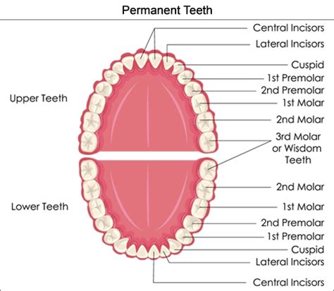 Gallery For > Teeth Diagram Side