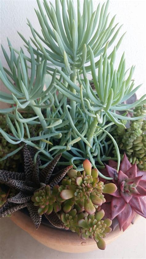 Succulents arrangement | Succulents, Planting succulents, Plants