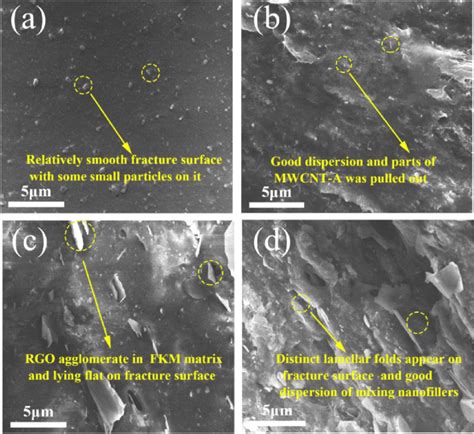 SEM images of the (a) FKM, (b) FKM/MWCNT-A, (c) FKM/RGO and (d)... | Download Scientific Diagram