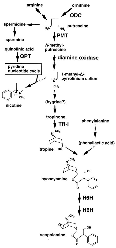 Metabolic engineering of plant alkaloid biosynthesis | PNAS