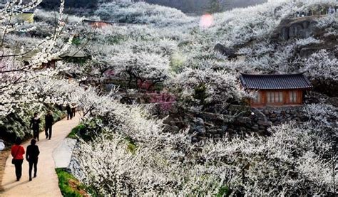 Spring in Korea: Cherry Blossom Korea 2024 Forecast - Trazy Blog