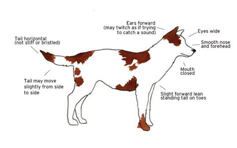 How To Read Your Dog's Body Language - Modern Dog Magazine