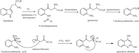 Biosynthesis of quinoline alkaloids. | Download Scientific Diagram