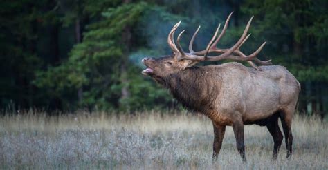 10 Incredible Elk Facts - WikiPoint - Wiki Point