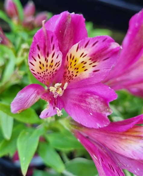 Alstroemeria 'Inca Goal' Peruvian Lily 6" Pot - Hello Hello Plants