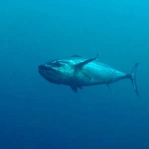 Dogtooth tuna - Facts, Diet, Habitat & Pictures on Animalia.bio