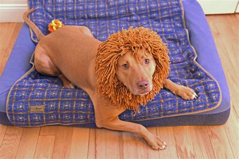 How to Make a Lion Costume for Your Dog