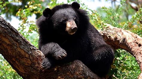 Himalayan bears sleeping less and Sarus cranes not nesting only in ...