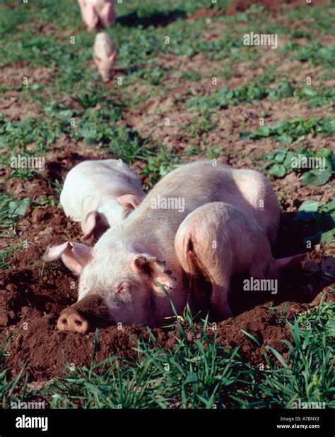 Domestic Pig Stock Photo - Alamy