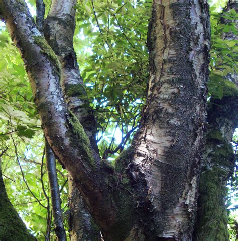 Paper Birch Tree Essence - Flower Essences | Flower Remedies | Tree Frog Farm