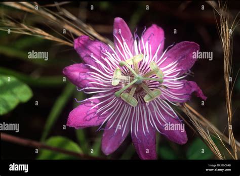 Dark pink passionfruit flower (Passiflora edulis) alongside the Western Highway near Monkey Bay ...