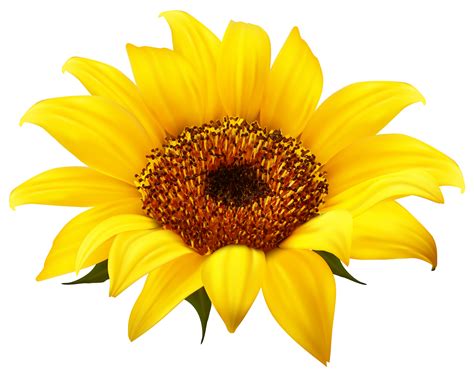 Sun Png Free Sunflower Png Image Purepng Free Transparent Cc Png | The ...