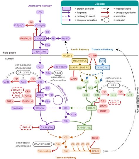 Schematic overview of the complement system. The complement cascade is ...