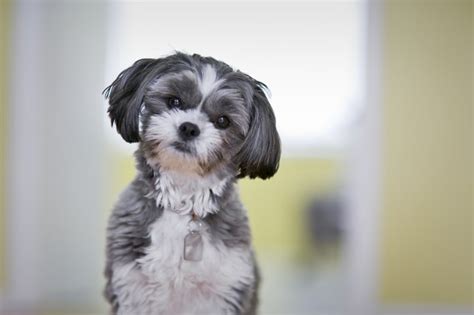 How to Groom a Maltese Shih Tzu | Cuteness