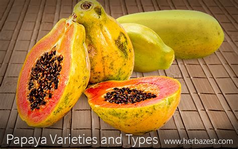 Papaya Varieties and Types | HerbaZest