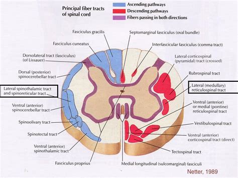 Outlines of Spinal cord Pathways