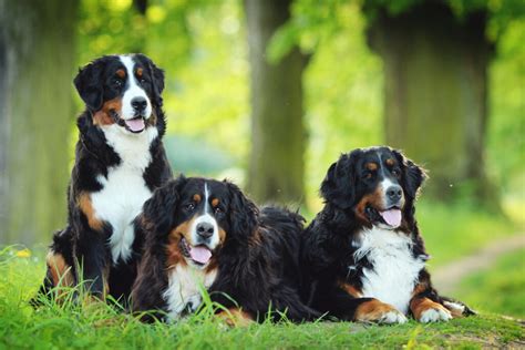 Bernese Mountain Dog Cost: Puppy Prices, Care, And Expenses