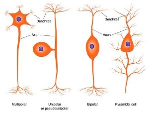 Varieties of Nerve Cells - Understanding Context