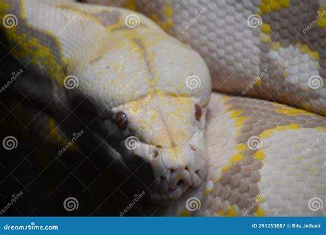 A Reticulated Python stock image. Image of head, albino - 291253887