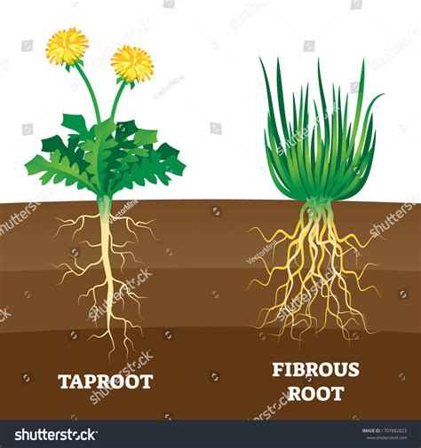 Tap Root Plants List