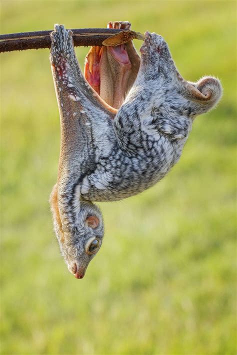 19 Best images about ♡sunda colugo♡ on Pinterest | The philippines ...