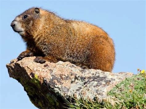 Please Don't Feed the Marmots - Lake Chelan News and Information