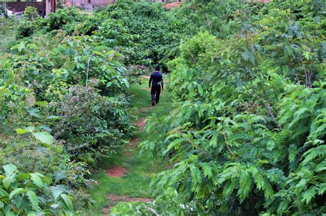 Método Miyawaki: Cultivá un bosque nativo 10 veces más rápido » El ...