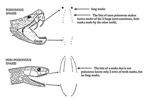 B. Sc. - II Animal Diversity- IV (Old) : Identification of Poisonous ...