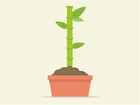 sprouting plant animation - Bing | Motion design animation, Motion ...