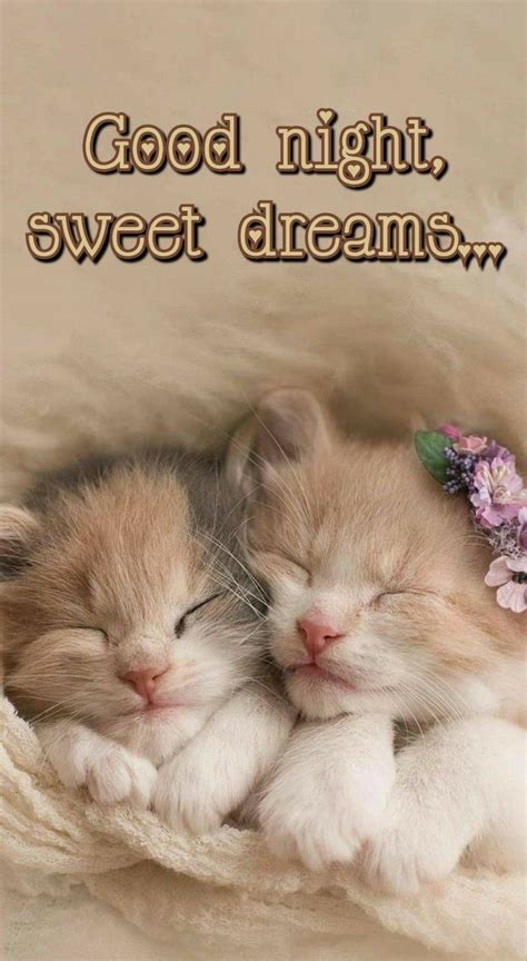 #good night | Good night cat, Good night, Good night funny