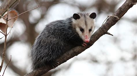 Do Possums Carry Diseases Fatal To Dogs