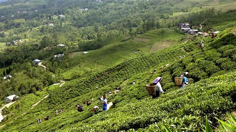 Visit Ilam Bazaar In Nepal And Enjoy Sightseeing of Tea Garden