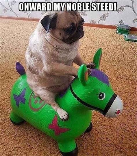 20 Funny Pug Pictures You Need to Save to Your Camera Roll Now! | Funny animal pictures, Funny ...