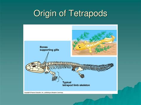 PPT - Evolution of the Tetrapods PowerPoint Presentation, free download - ID:5517707