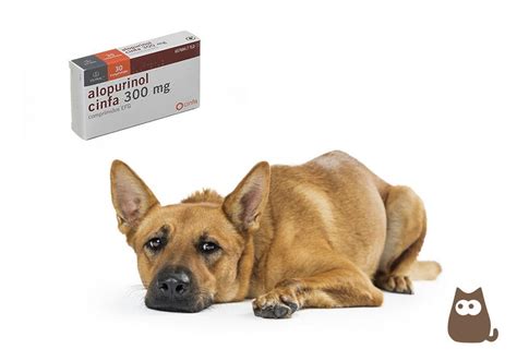 Allopurinol for Dogs - Uses, Dose and Side Effects