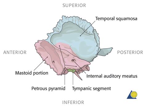 Discover the Intricate Anatomy of the Petrous Portion