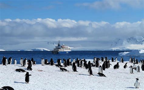 Antarctic Explorer Aboard Sea Spirit Review - AdventureSmith Explorations