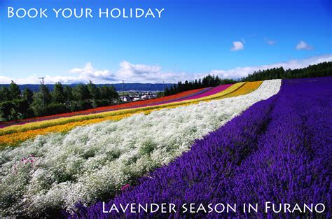 Furano Lavender season looks forward to... - All About Furano | Facebook