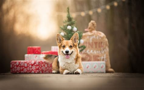 Christmas Puppies Gift Wallpapers - Wallpaper Cave