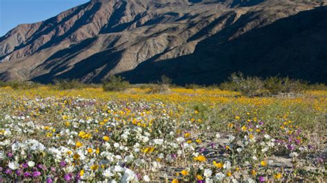 Record Wildflower Season Possible in Anza-Borrego Desert - Times of San ...