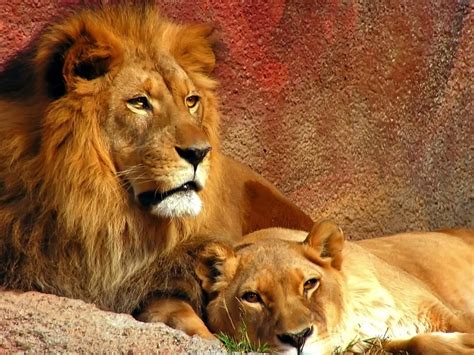 Lion Couple HD desktop wallpaper : Widescreen : High Definition : Fullscreen