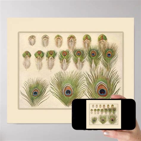 Vintage Peacock Feather Poster | Zazzle