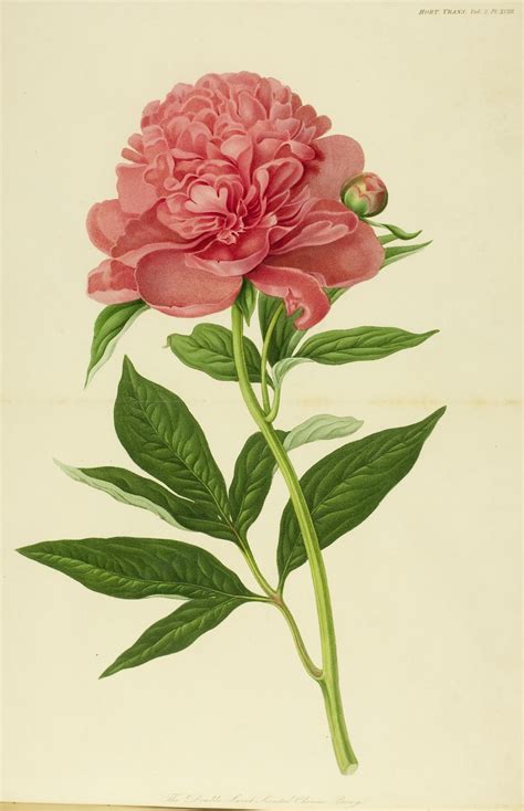 let's modernize the world together | Botanical drawings, Botanical illustration vintage ...