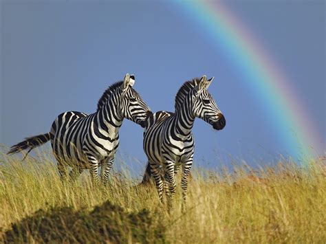 Two zebra walking on grassland under the rainbow HD wallpaper ...