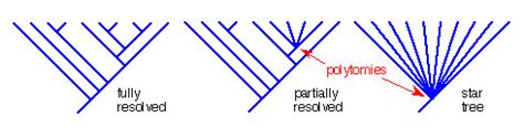 phylogenetics - Evidence & discussions of hard polytomy - Biology Stack Exchange