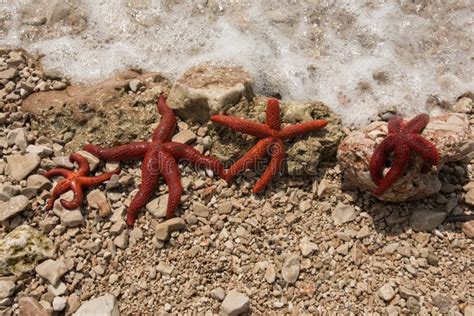 Red Sea Stars on the Seashore, in the Summer Stock Photo - Image of starfish, copy: 109387750