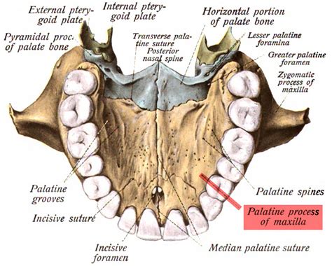 Bone by Bone - Palatines