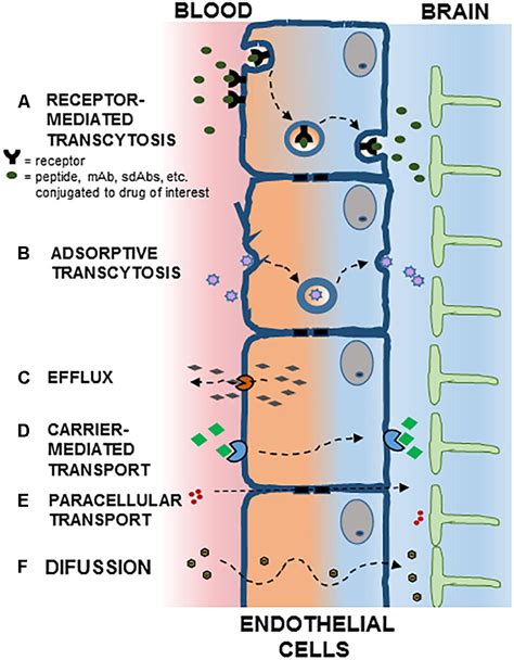 Frontiers | Transcytosis to Cross the Blood Brain Barrier, New Advancements and Challenges