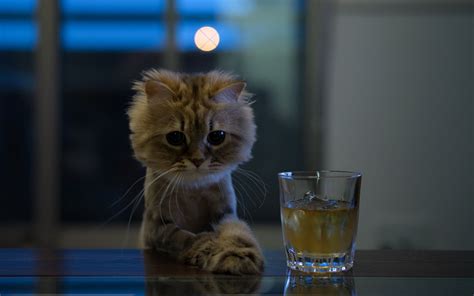 Fond d'écran : 1920 x 1200 px, de l'alcool, chat, boisson, drôle, verre, humour, vue 1920x1200 ...